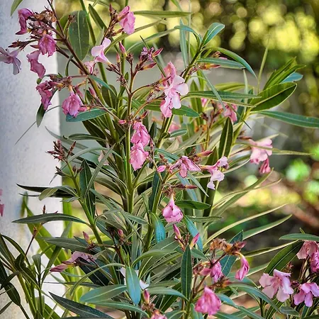 Le Greg - Terrasse - Parking - Vca Apartmán