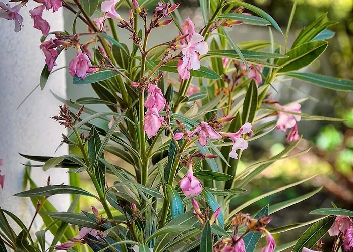 Le Greg - Terrasse - Parking - Vca Apartament